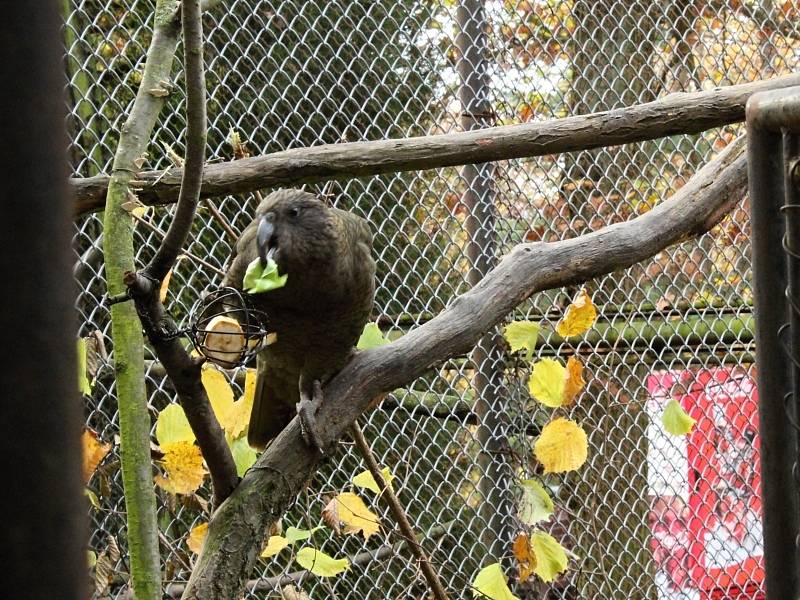 Zvířata v brněnské zoo.