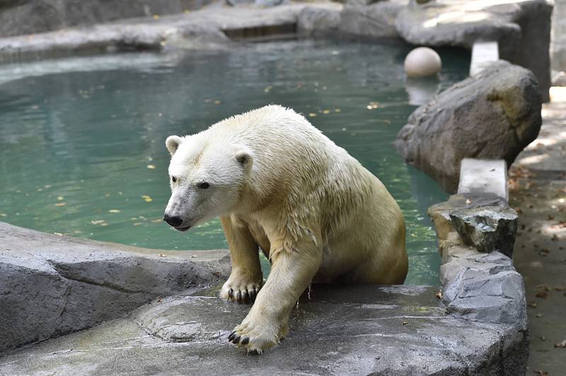 Brněnská ZOO, ilustrační foto