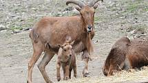 Nový přírůstek do rodiny paovcí přišel na svět minulý týden v brněnské zoo. Samec se narodil přímo ve výběhu.