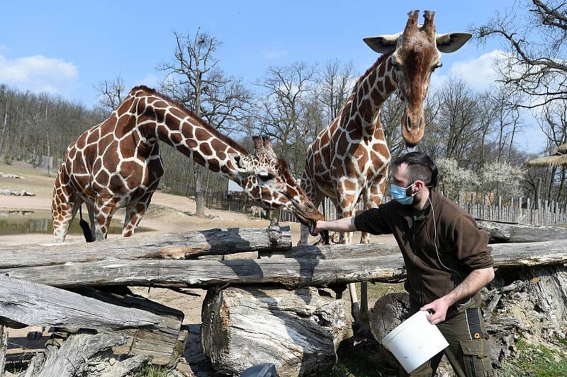 Brno 4.4.2020 - komentované krmení žiraf síťovaných v brněnské zoologické zahradě