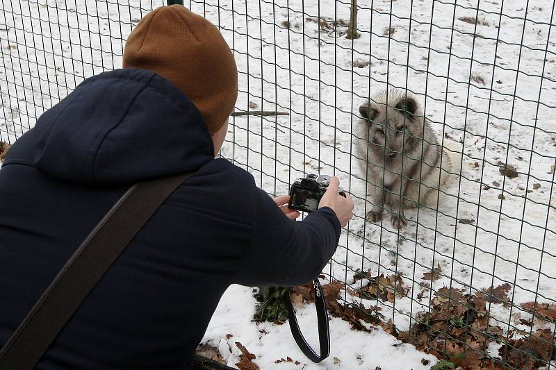 Zimní šampionát zvířat v brněnské ZOO -  liška polární.