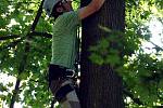 Arboristé soutěžili o titul Mistra republiky ve stromolezení.