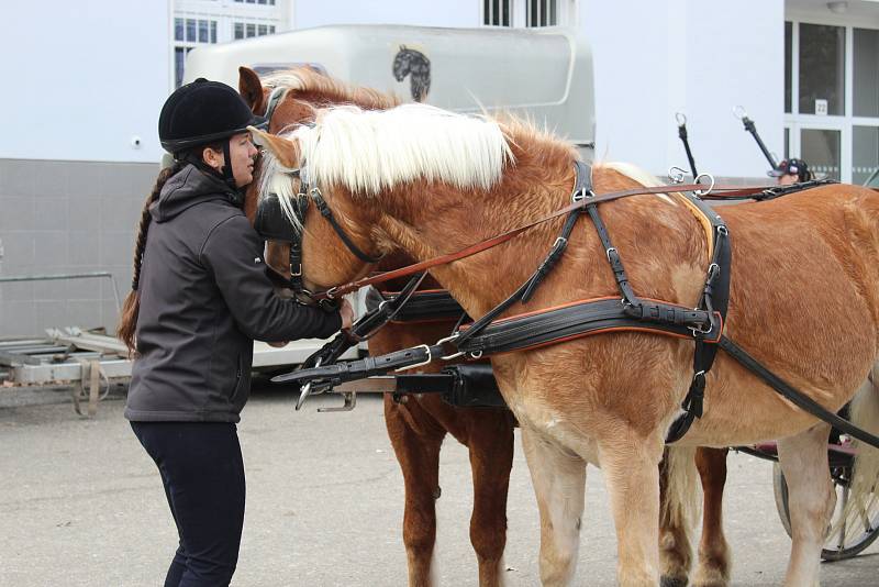 Na Veterinární a farmaceutické univerzitě se v sobotu proháněly koně při závodech vozatajů.