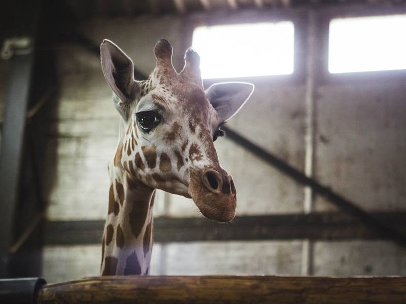 Žirafu Taziyah z brněnské zoo převezli do Mnichova.