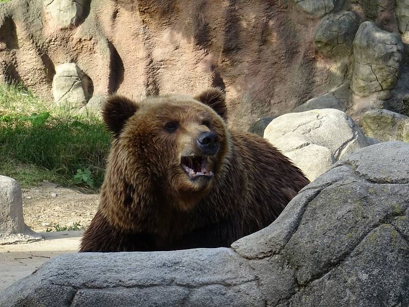 Uplynulý víkend si pozornost návštěvníků užívala všchna zvířata v Zoo Brno.