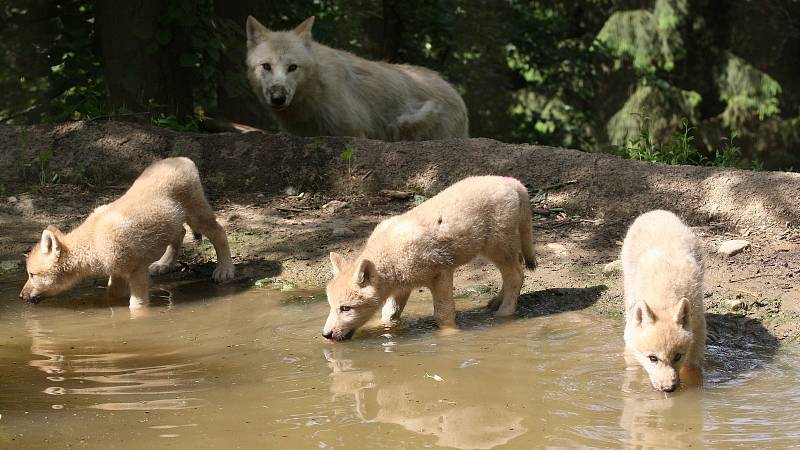 Brno 12.6.2019 - mláďata v brněnské ZOO - vlk arktický