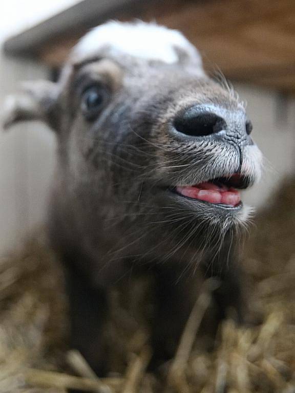 O čerstvě narozené mládě takina indického se zatím stále nestará jeho matka.