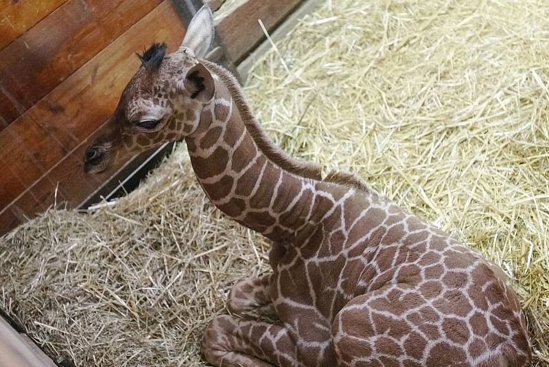 První letošní přírůstek v brněnské zoo. Mládě se narodilo nejstarší žirafě síťované Janette.