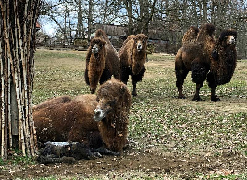 Přímo před zraky návštěvníků brněnské zoo přišla na svět malá velbloudice.