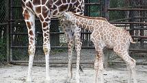 Nové mládě žirafy v brněnské ZOO.