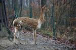 Zvířata z brněnské zoologické zahrady se dočkala novoročního krmení od dětí.