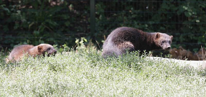 Pokřtěno. V sobotu v pravé poledne se sešlo několik desítek lidí v brněnské zoologické zahradě, aby přihlíželo dvojitému křtu. Medvědi i rosomáci v zoo se tak rozrostli o Bruna a Vasila.