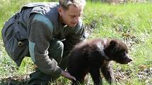 Po čipovaní mají chovatelé brněnské zoologické zahrady jasno. Obě kamčatská medvíďata jsou kluci.