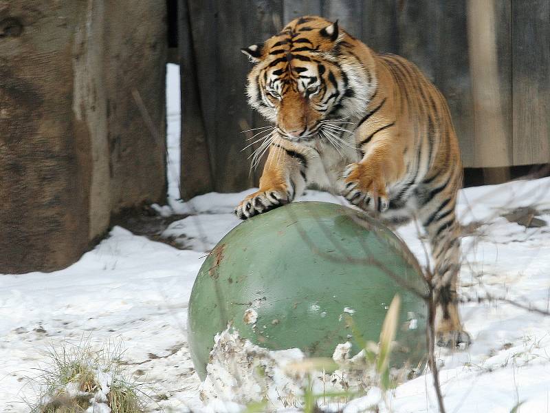 Tygřice Satu v brněnské zoo.