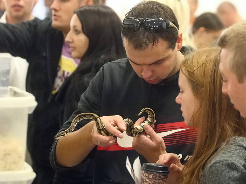 Ještěrky, hadi, červy i myši. Zboží na terarijním trhu bylo rozmanité.