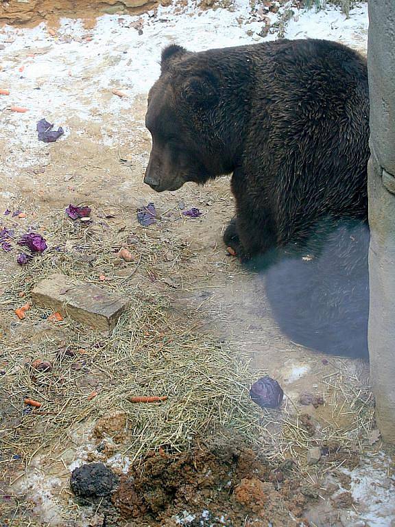 Zvířata v brněnské zoologické zahradě.