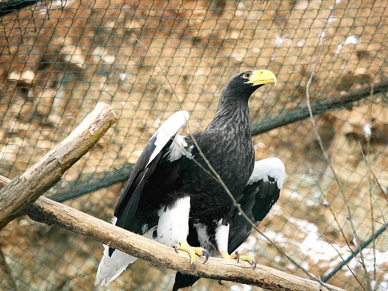 Zvířata v brněnské zoologické zahradě.