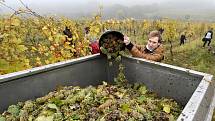 Sběr hroznů ve vinohradu vinařství Víno je Svoboda ve Velkých Bílovicích.