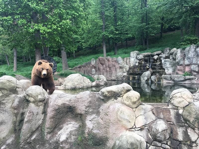 V Brněnské zoologické zahradě oslavili mezinárodní den medvědů