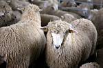 Stříhání ovcí v Malhostovicích.