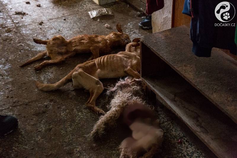 Šestnáct týraných psů našli místní strážníci spolu s veterinářkou v domě v Ivančicích. Pro šest z nich už bylo pozdě.