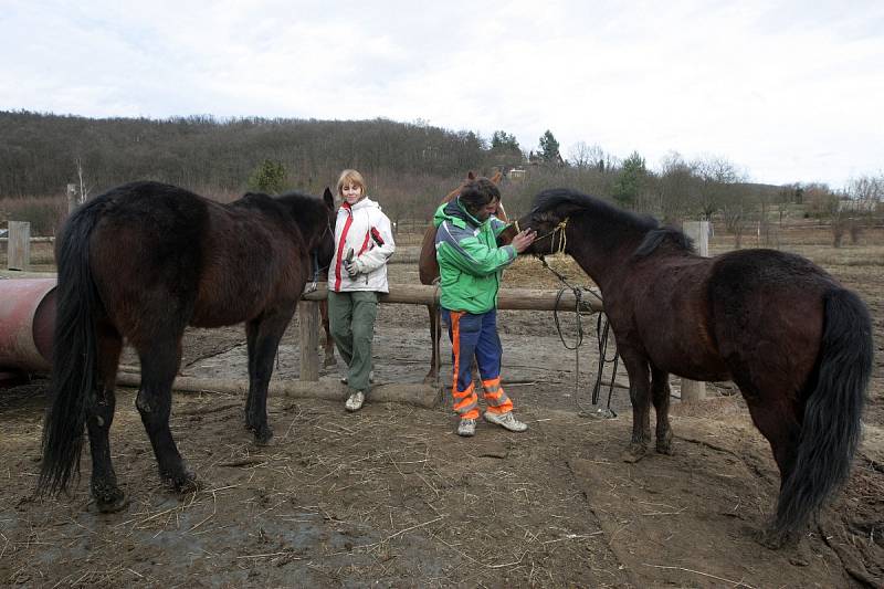 Majitelka s koňmi, které v pondělí blokovali dopravu v Královopolském tunelu.