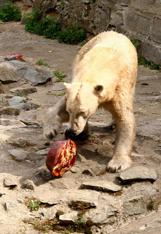 Křest ledních medvědů v brněnské zoo.