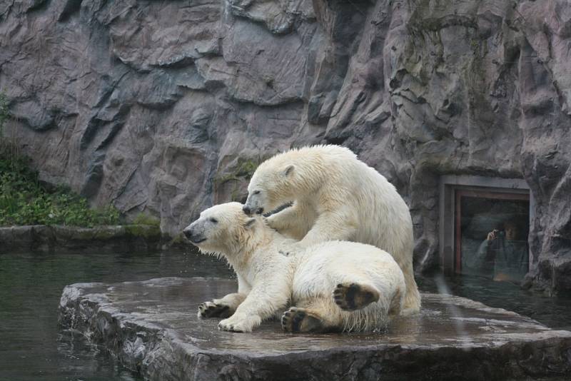 Lední medvěd Bill v Zoo Gelsenkirchen.