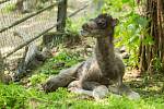 V brněnské zoo se rozrostla stáda. Narodila se mláďata velblouda a bizona.