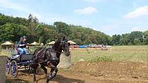 Vozatajské závody přilákaly v sobotu do Rosic na Brněnsku okolo dvě stě padesáti lidí. Fandili poníkům i tažným koním.