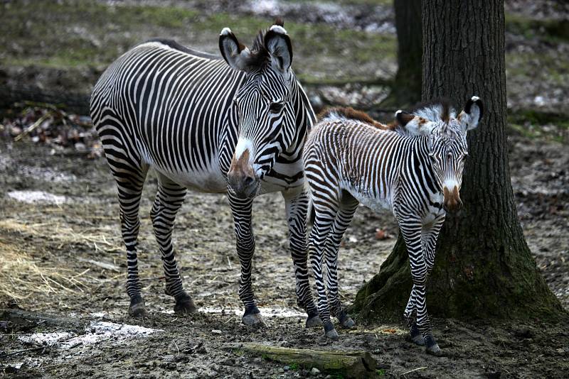 První letošní mládě v brněnské zoo je samička zebry Grévyho Mia. Narodila se před měsícem