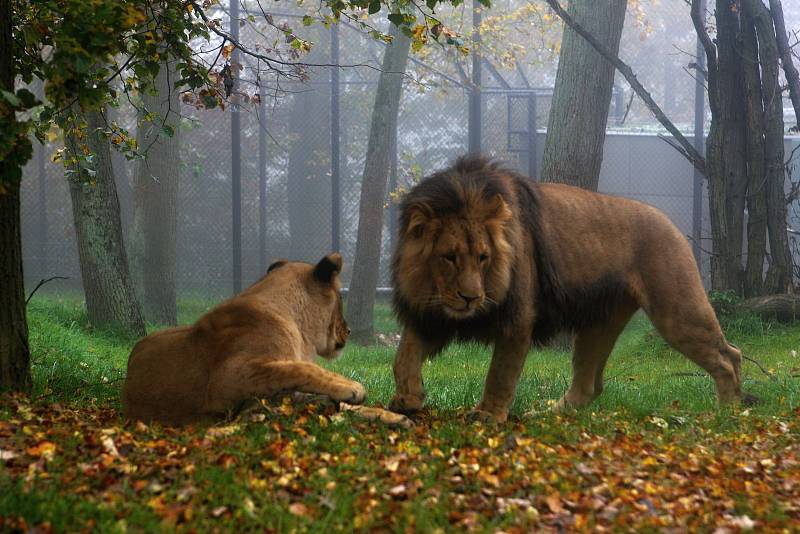 Brněnská zoologická zahrada.