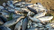 Úhyn ryb v Ponětovicích