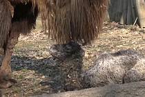 Dva mladé velbloudí samce uvidí od pondělí ve výběhu návštěvníci v brněnské zoo. Na svět přišli koncem března.