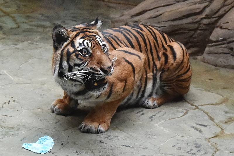 Brněnská zoologická zahrada.