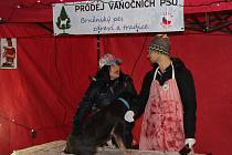 Aktivisté spolku Kolektiv pro zvířata v úterý v centru Brna předstírali zabíjení vánočních psů ve stejném stylu jako jsou zabíjeni vánoční kapři.