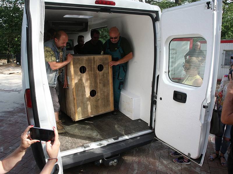 Lvice Kivu už je v Brně. Dojela ze zoo v Ústí nad Labem. Cesta dodávkou trvala několik hodin, podle chovatelů byla bezproblémová.