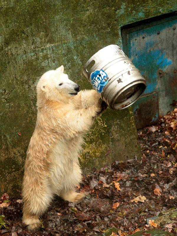Lední medvědi slavili narozeniny v brněnské zoologické zahradě.