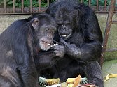 Šimpanzi v brněnské zoo.
