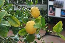 Výstava citrusů v botanické zahradě v uplynulých letech.