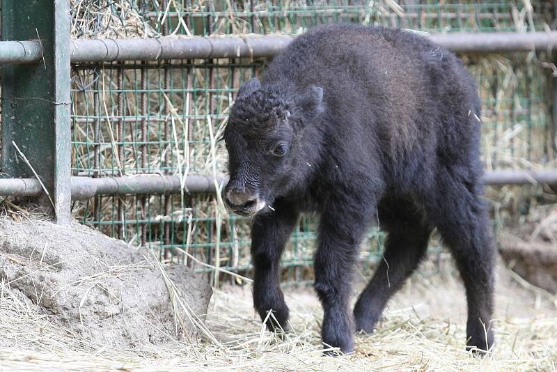 Hned dva nové zvířecí přírůstky se narodily minulý týden v brněnské zoologické zahradě. A navíc ve stejném výběhu. Dvě mláďata jaka domácího od sebe dělí pouhé dva dny. 