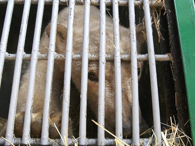 Ošetřovatelé brněnské zoologické zahrady se ve čtvrtek rozloučili s lední medvědicí Kometou.