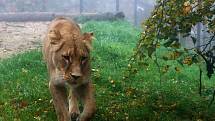 Lev Lolek a lvice Kivu spolu žijí už dva měsíce v brněnské zoologické zahradě v Bystrci.