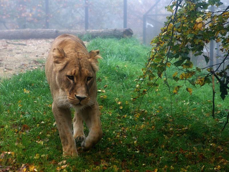 Lev Lolek a lvice Kivu spolu žijí už dva měsíce v brněnské zoologické zahradě v Bystrci.