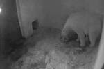 Lední medvědice Cora z brněnské zoo rodí druhé z dvojice mláďat.