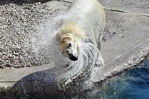 Lední medvědice Noria nyní žije v německém Rostocku.