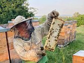 Počasí a stále více pesticidů v polích snižuje úrodu medu. Včelaři zdražují.