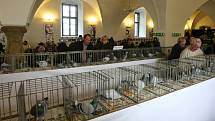Výstava poštovních holubů v Rosicích.