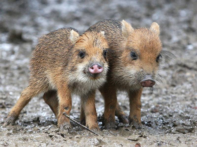 Nově narozená mláďata pekari v brněnské zoologické zahradě.