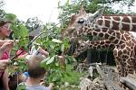 Brněnské žirafy slavily svůj svátek. Nakrmit je mohli i návštěvníci.